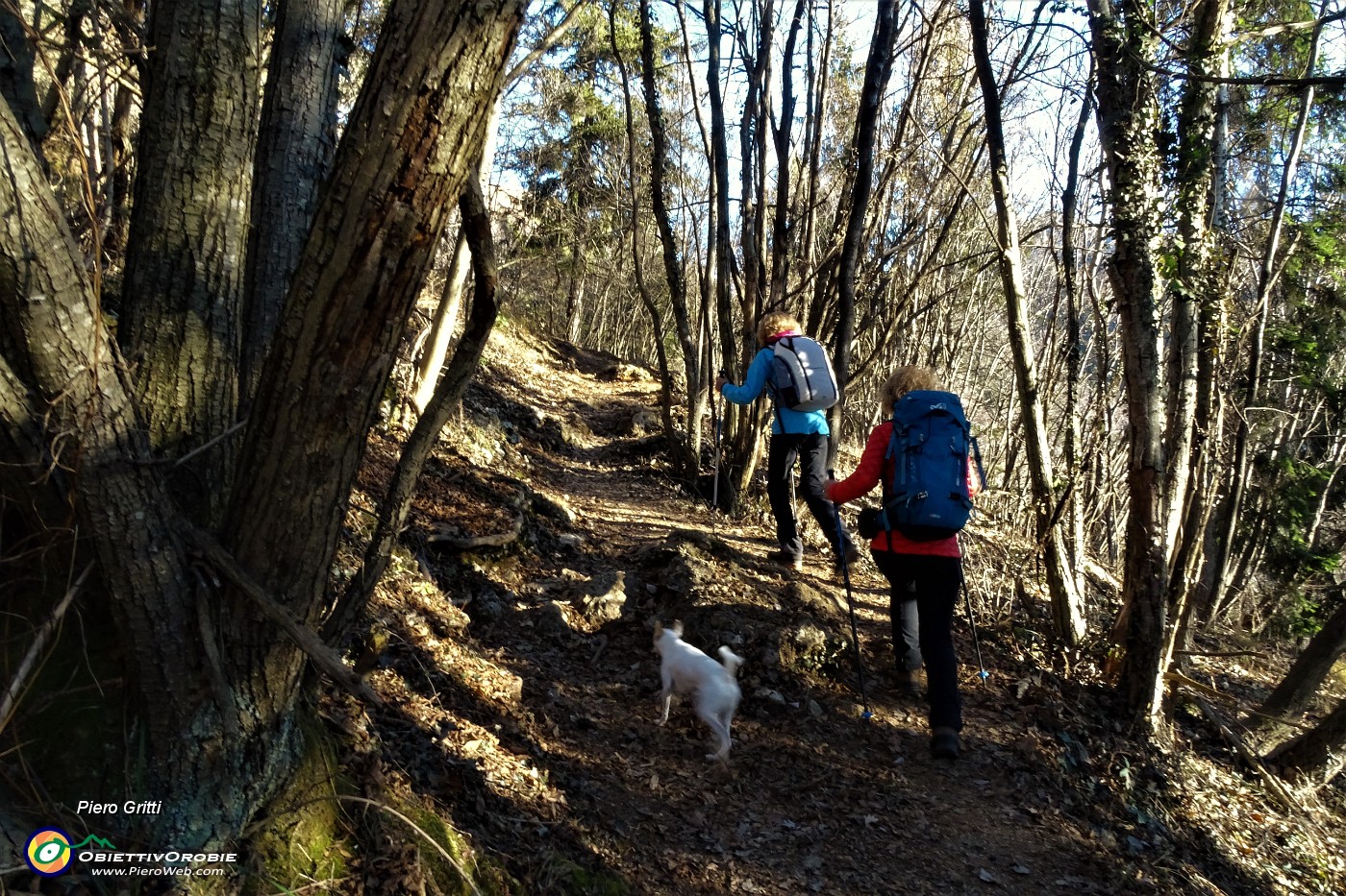 24 Ora saliamo sul sentiero-scorciatoia nel bosco di carpini neri.JPG